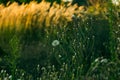 Summer landscape at sunset in a field with tall grass Royalty Free Stock Photo
