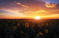 Summer landscape: sunset over sunflowers field Royalty Free Stock Photo