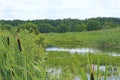 Summer landscape with swamp and lake. Marshland swamp water trees panorama