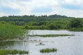 Summer landscape with swamp and lake. Marshland swamp water trees panorama
