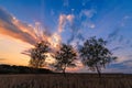 Summer landscape of three birches in a field at sunset or dawn with a beautiful sky Royalty Free Stock Photo