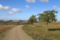 Summer landscape. Towed road with trees on the side of the road