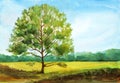 Summer landscape with tree and field. hand drawn watercolor illustration