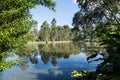 Summer landscape: trees on shore of lake on sunny day Royalty Free Stock Photo