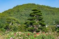 Summer landscape with trimmed tree, mountain and flowerbed