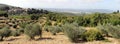 Summer landscape in Tuscany, around the town of Panzano, olive groves and vineyards, Chianti, Italy Royalty Free Stock Photo