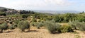 Summer landscape in Tuscany, around the town of Panzano, olive groves and vineyards, Chianti, Italy Royalty Free Stock Photo