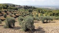 Summer landscape in Tuscany, around the town of Panzano, olive groves and vineyards, Chianti, Italy Royalty Free Stock Photo