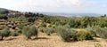 Summer landscape in Tuscany, around the town of Panzano, olive groves and vineyards, Chianti, Italy Royalty Free Stock Photo