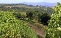 Summer landscape in Tuscany, around the town of Panzano, olive groves and vineyards, Chianti, Italy Royalty Free Stock Photo