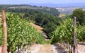 Summer landscape in Tuscany, around the town of Panzano, olive groves and vineyards, Chianti, Italy