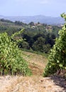 Summer landscape in Tuscany, around the town of Panzano, olive groves and vineyards, Chianti, Italy Royalty Free Stock Photo