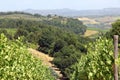 Summer landscape in Tuscany, around the town of Panzano, olive groves and vineyards, Chianti, Italy Royalty Free Stock Photo