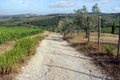 Summer landscape in Tuscany, rural road in vineyards around Panzano, Chianti, Italy Royalty Free Stock Photo