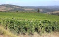 Summer landscape in Tuscany, vineyards around Panzano, Chianti, Italy Royalty Free Stock Photo