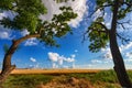 Summer landscape, two trees against the background of a yellow wheat field and a blue sky with white clouds Royalty Free Stock Photo