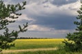 Summer Landscape with wheat field in sunny day with blue sky and any white clouds Royalty Free Stock Photo