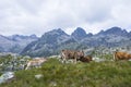 Summer landscape in Vall de Boi in Aiguestortes and Sant Maurici National Park, Spain