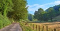Summer landscape view of big trees, small road in the countryside. A path through nature, grass, blue sky and clouds. A