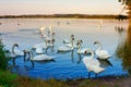 Summer landscape - a view of a flock of white swans on the lake