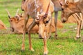 Summer landscape - view of herd of saiga antelope in dry steppe