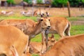 Summer landscape - view of herd of saiga antelope in dry steppe