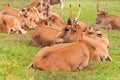 Summer landscape - view of a herd of saiga antelope resting on the steppe grass