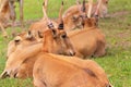 Summer landscape - view of a herd of saiga antelope resting on the steppe grass