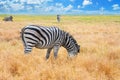 Summer landscape - view of a herd of zebras grazing in high grass under the hot summer sun