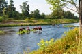 Summer landscape - view of the horse riders in the shallow water of the Ostravice river, near Ostrava Royalty Free Stock Photo