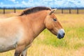 Summer landscape - view of Przewalski\'s horse close-up grazing in the dry steppe