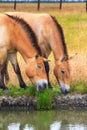 Summer landscape - view of two of Przewalski\'s horses close-up grazing near a water in the dry steppe