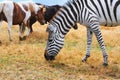 Summer landscape - view of a zebra grazing in dry steppe