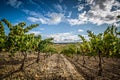 Summer landscape of a vineyard in Spain, at harvest time Royalty Free Stock Photo