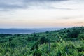 Summer landscape of vineyard