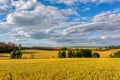 Summer landscape Vysocina Czech Republic