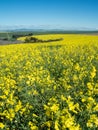 Summer landscape Western Cape in South Africa with yellow Canola fields
