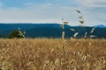 Summer Landscape with Wheat Field Royalty Free Stock Photo