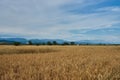 Summer Landscape with Wheat Field Royalty Free Stock Photo