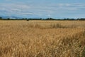 Summer Landscape with Wheat Field Royalty Free Stock Photo