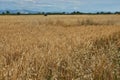 Summer Landscape with Wheat Field Royalty Free Stock Photo