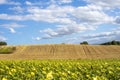 Summer Landscape with wheat field after harvest, sunflowers and Cloudy blue sky. Rural countryside Royalty Free Stock Photo