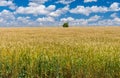 Summer landscape with wheat field and lonely tree Royalty Free Stock Photo