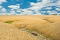 Summer landscape with wheat field and soil erosion Royalty Free Stock Photo