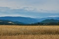 Summer Landscape with Wheat Field Royalty Free Stock Photo