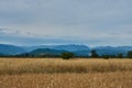 Summer Landscape with Wheat Field Royalty Free Stock Photo
