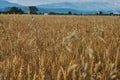 Summer Landscape with Wheat Field Royalty Free Stock Photo