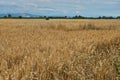 Summer Landscape with Wheat Field Royalty Free Stock Photo