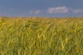 Summer Landscape with wheat field in sunny day with blue sky and any white clouds Royalty Free Stock Photo
