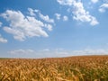 Summer landscape wheat field white clouds blue sunny sky, Poland